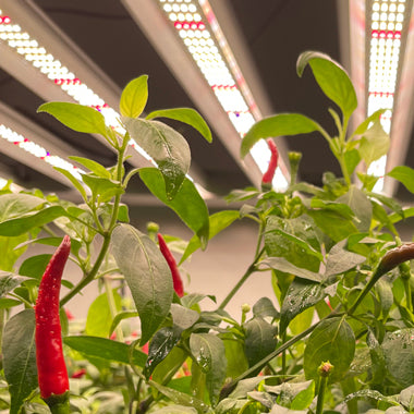 How many watts of led grow light you need for your plants?