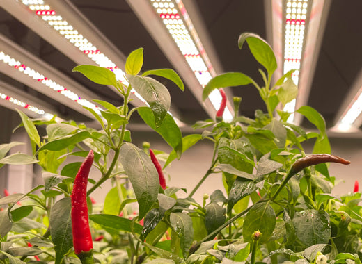 How many watts of led grow light you need for your plants?