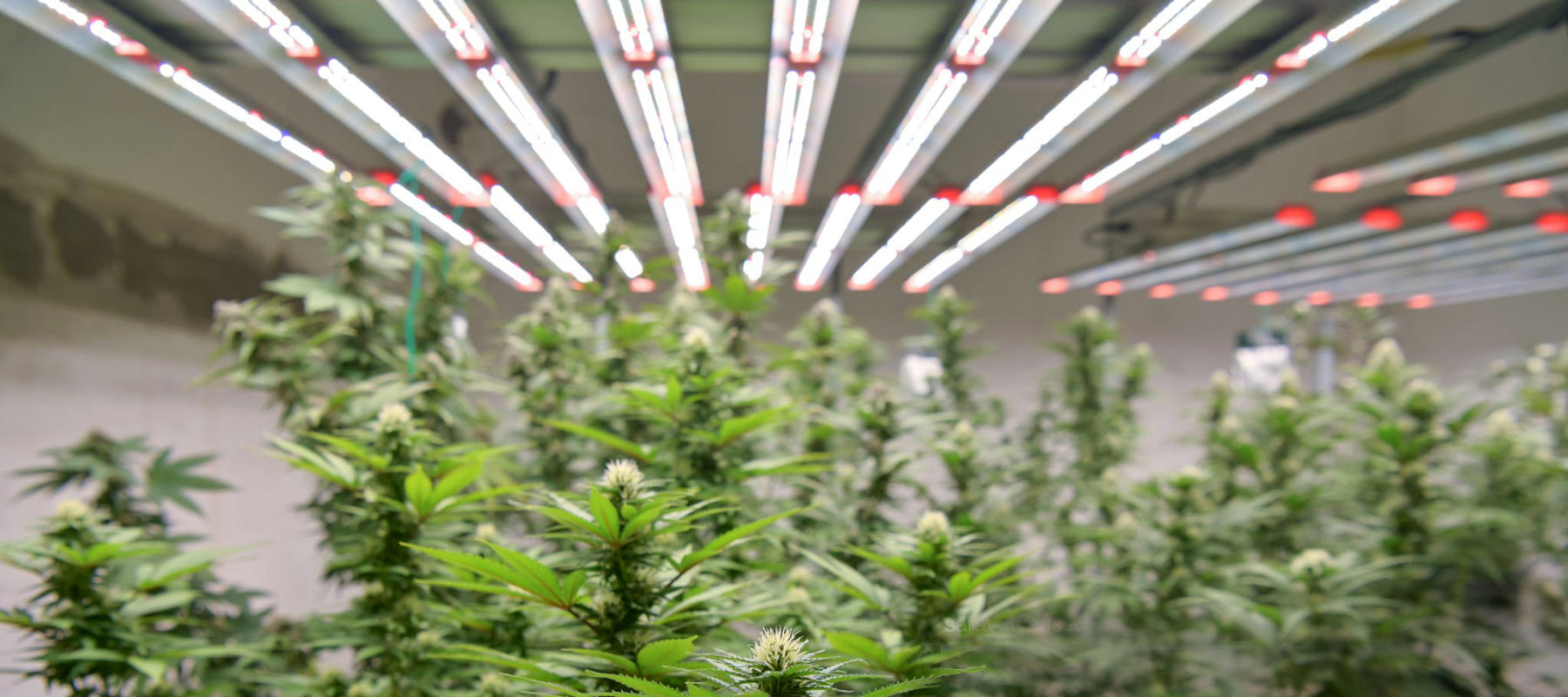 Cob led grow on sale light canada